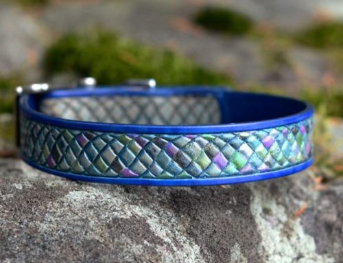 Rainbow Fish Dog Collar