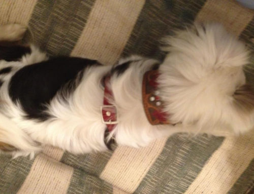 Customer Roses Dog Collar