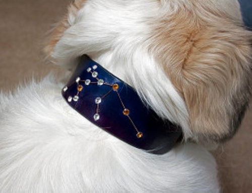 Customer Constellation Dog Collar
