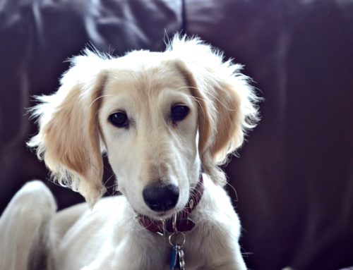 How to Choose a Puppy Collar Size