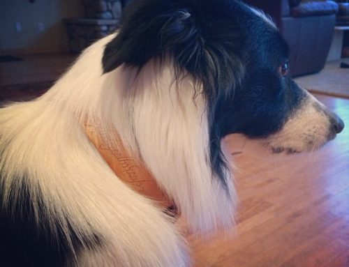 Customer One Ring Collar Border Collie
